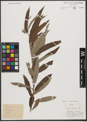 Foto von Salix stipularis Sm.